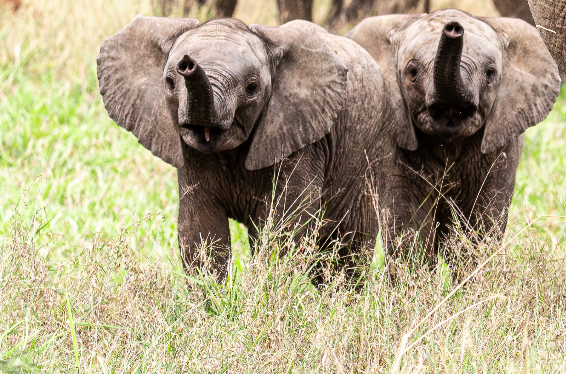 Baby elephants making their mark
